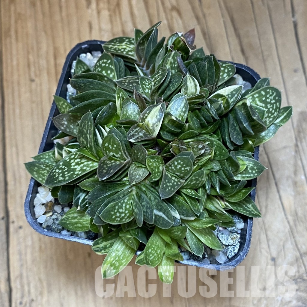 SH32016 Gasteria minima f. variegata - 画像 (2)