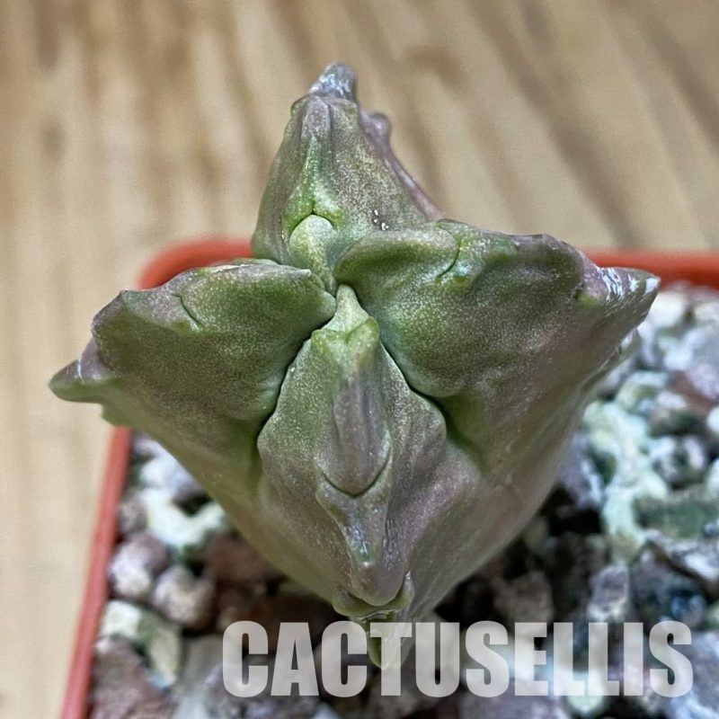 SH31994 Whitesloanea crassa