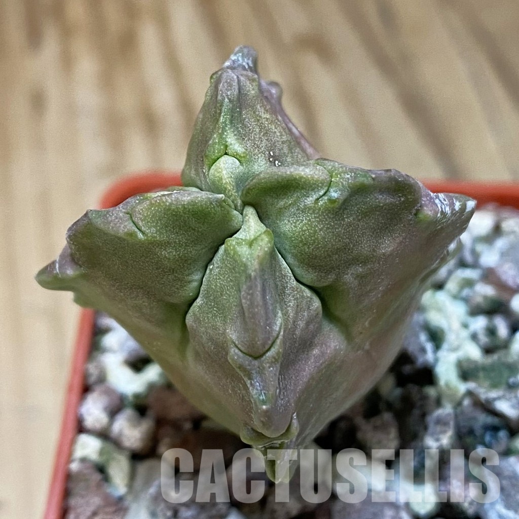 SH31994 Whitesloanea crassa