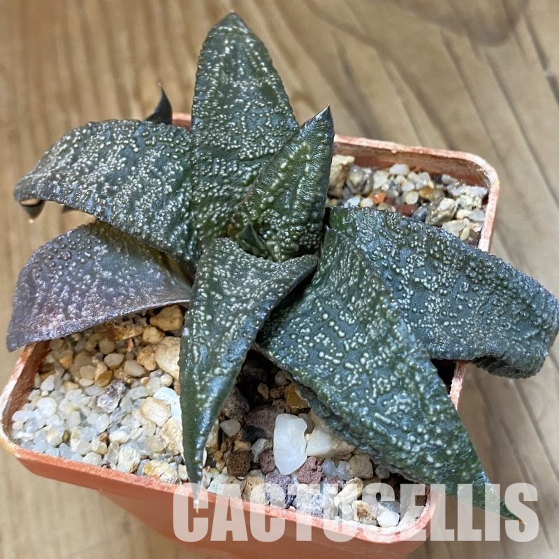 SH32018 Gasteria ellaphieae, seedling