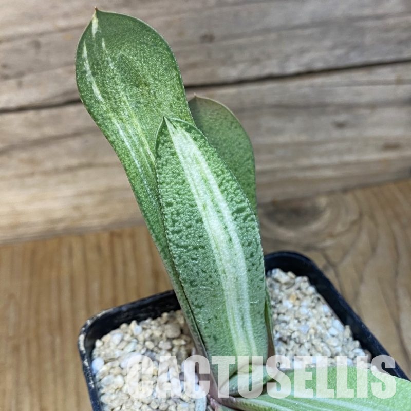 SH32019 Gasteria glomerata f. variegata