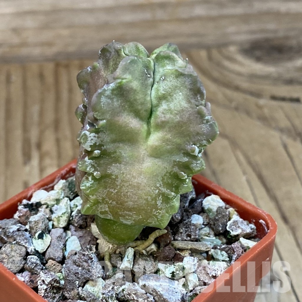 SH31994 Whitesloanea crassa - 画像 (2)