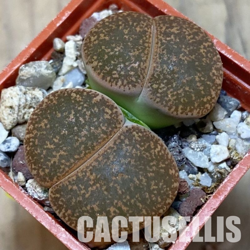 SH3139 Lithops lesliei 'Warrenton'