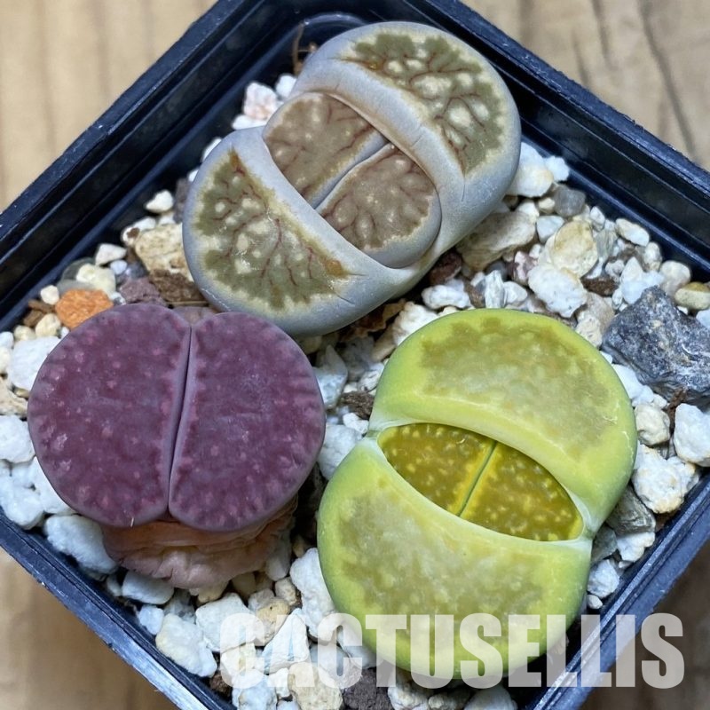 SH12315 Lithops mix
