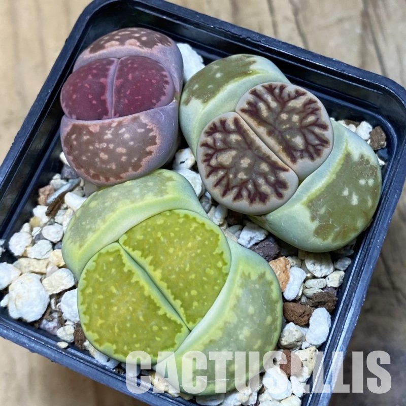 SH12316 Lithops mix