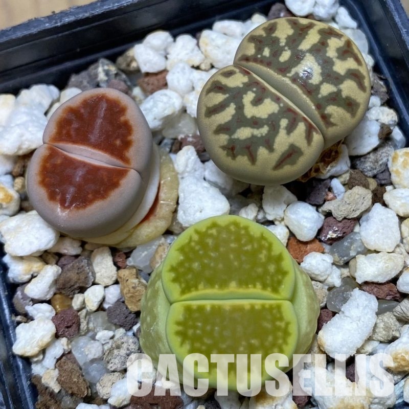 SH14865 Lithops mix