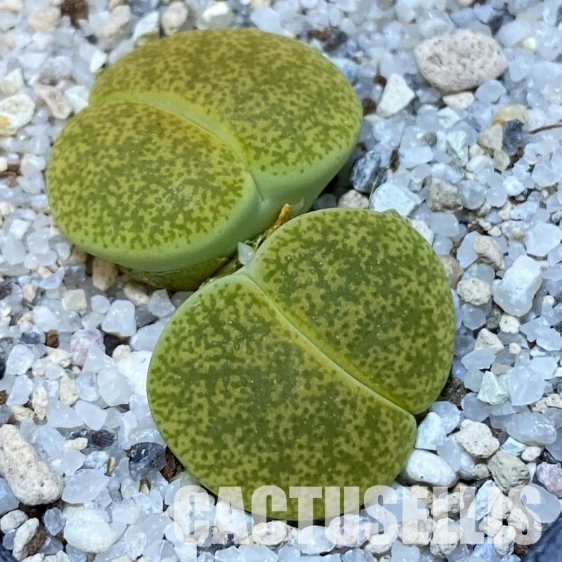 SH15758 Lithops lesliei v.albinica