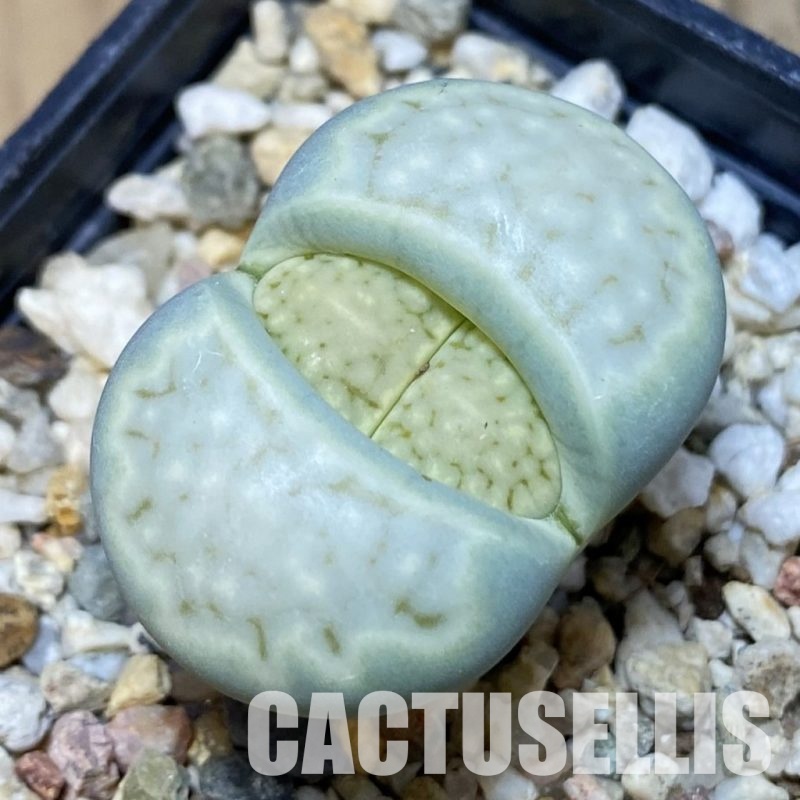 SH15950 Lithops julii ssp. fulleri