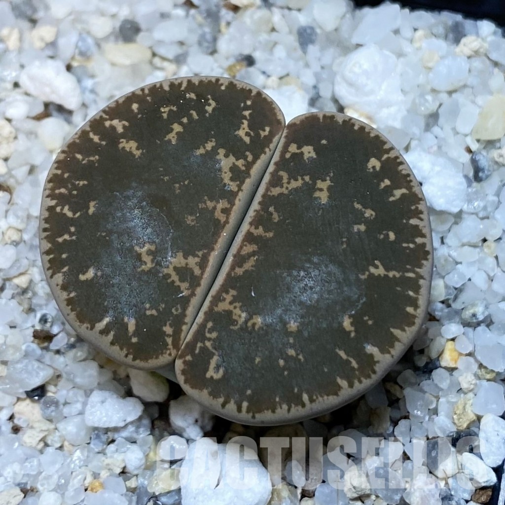 SH15766 Lithops lesliei