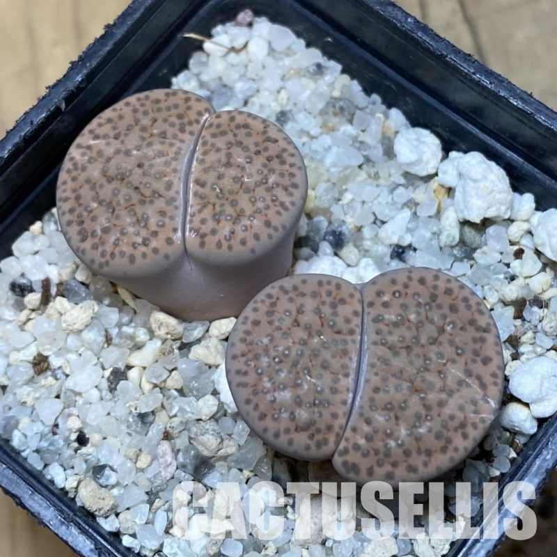 SH15784 Lithops fulviceps v. lactinea