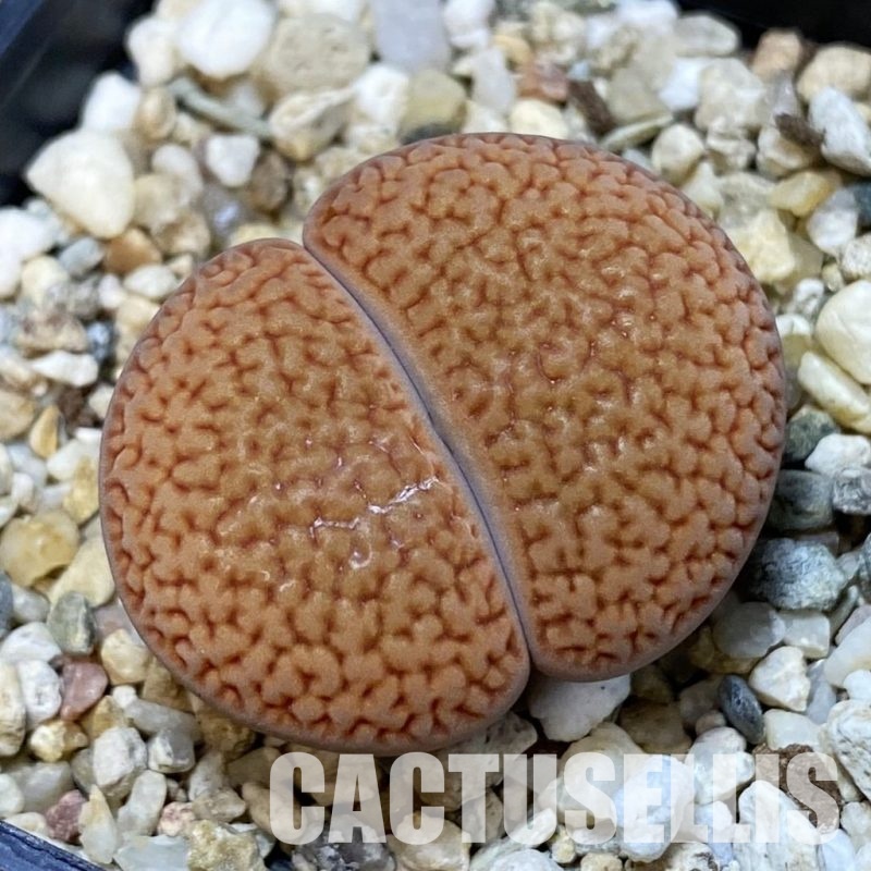 SH15935 Lithops hookeri L54-5