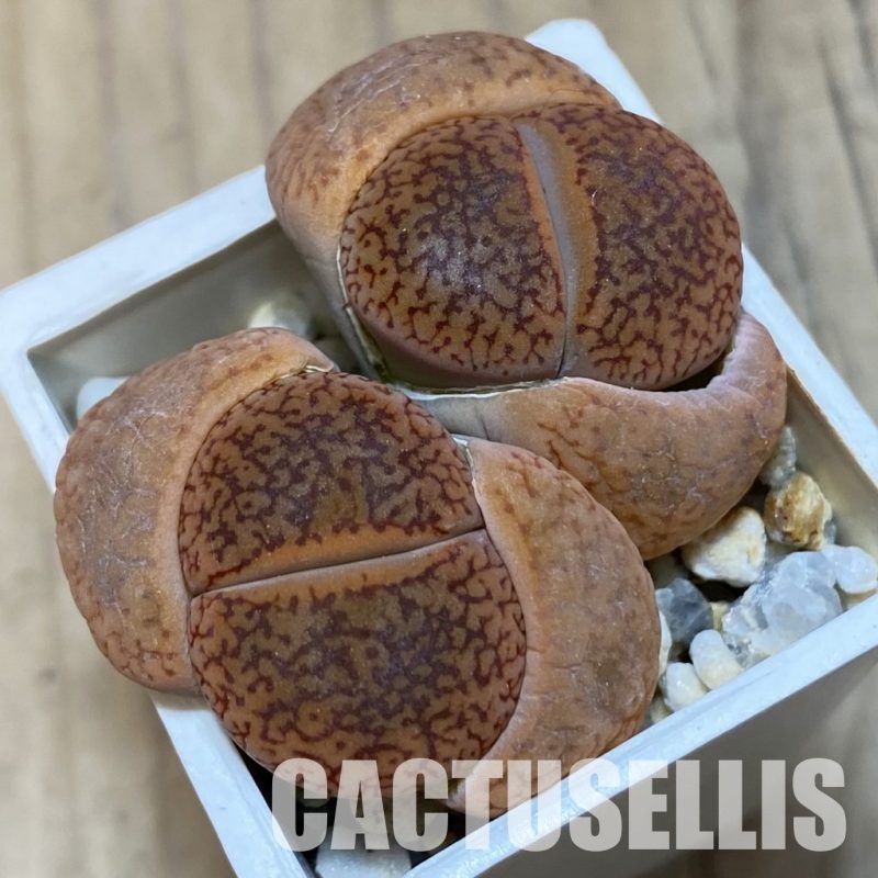 SH3146 Lithops aucampiae v. koelemanii C016