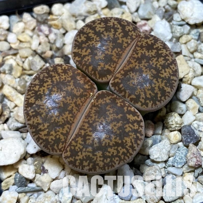 SH15934 Lithops lesliei v. hornii