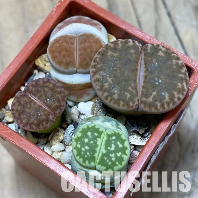 SH11475 Lithops mix