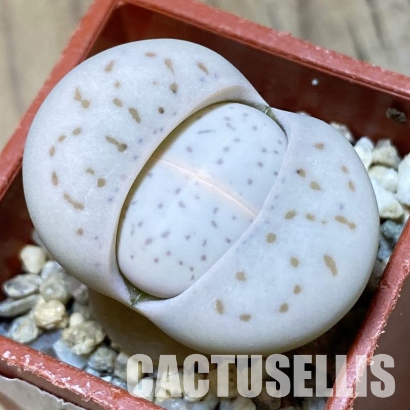 SH12605 Dinteranthus vanzylii