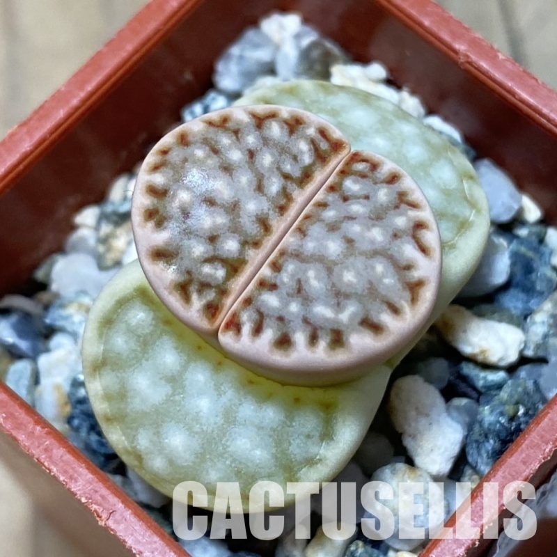 SH12562 Lithops julii