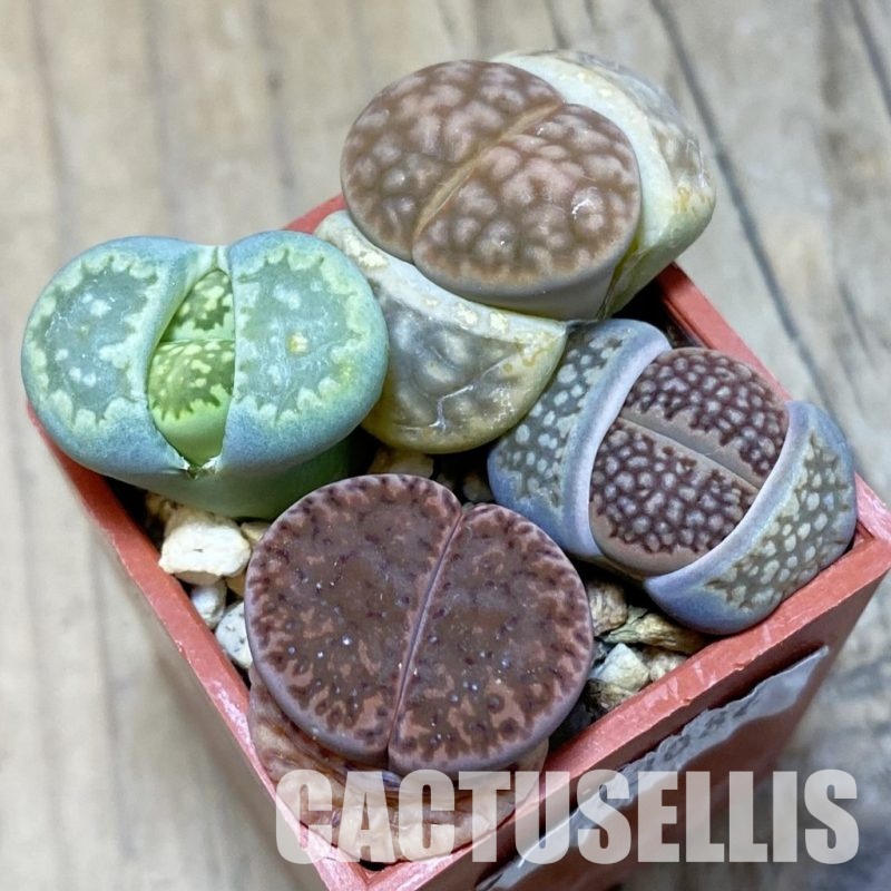SH13082 Lithops mix
