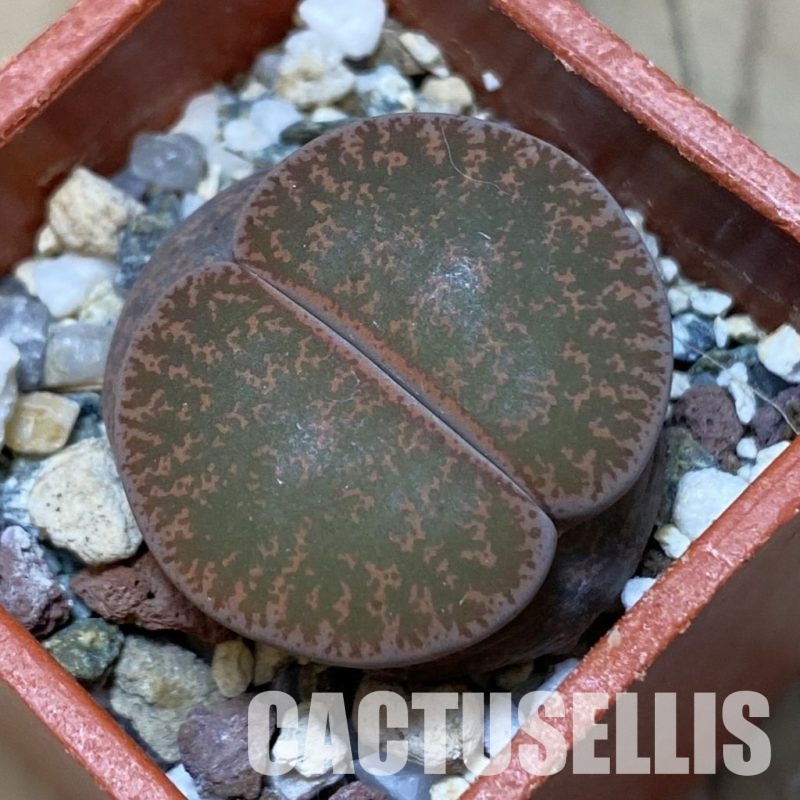 SH12550 Lithops lesliei v. rubrobrunnea