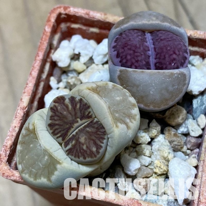 SH14133 Lithops julii ‘Kikushogyoku’, Lithops salicola ‘Sato’s Violet’ hybrid