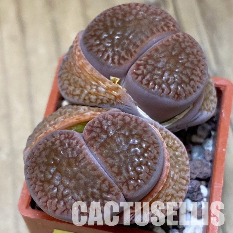 SH3167 Lithops hookeri v. marginata