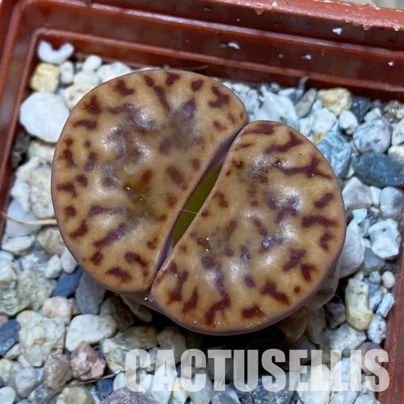 SH13640 Lithops bromfieldii F12 F Uab