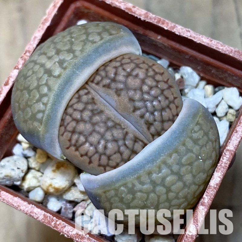 SH13675 Lithops halii L48-64