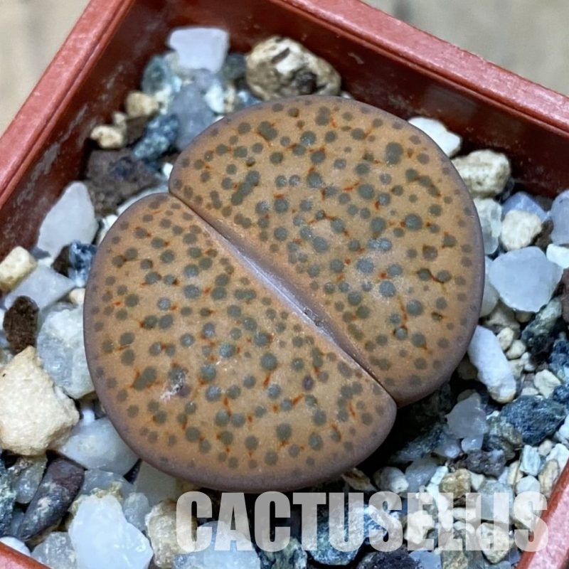 SH14155 Lithops fulviceps v. lactinea