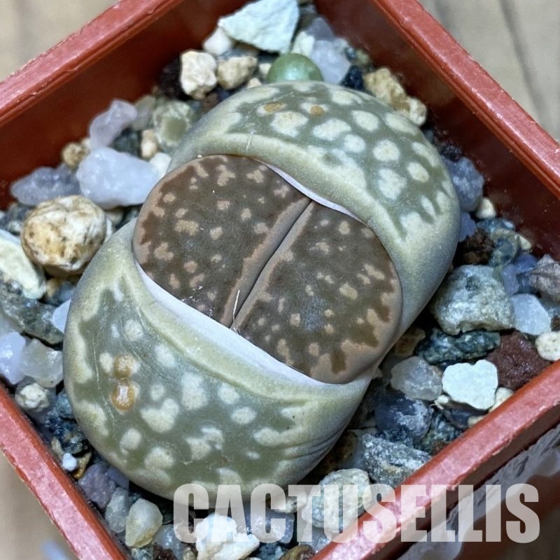 SH14141 Lithops julii ‘Kikushogyoku’