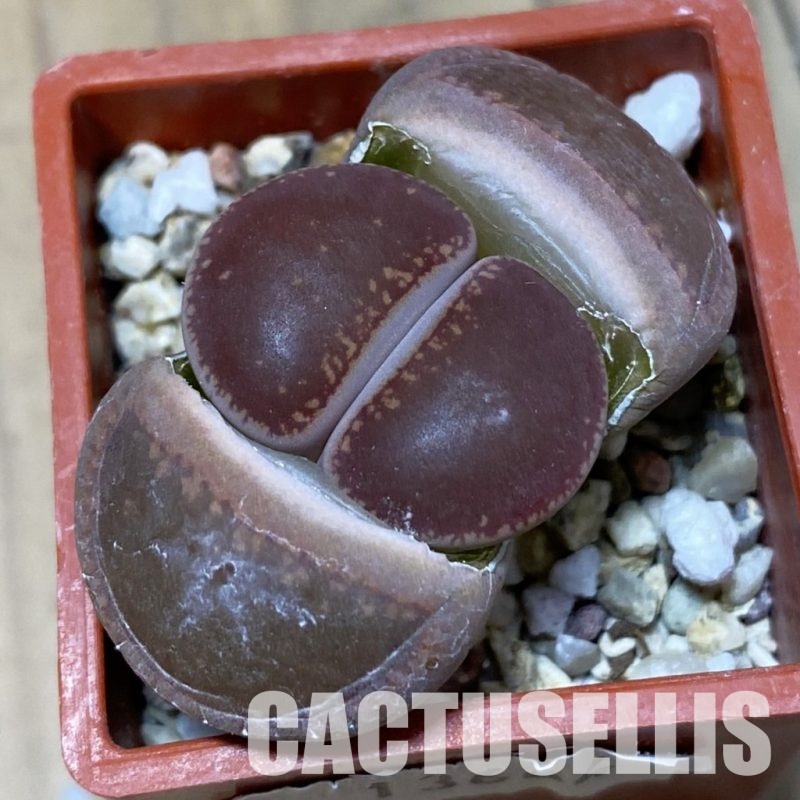 SH13664 Lithops aucampiae,ex Kokerboom Nursery