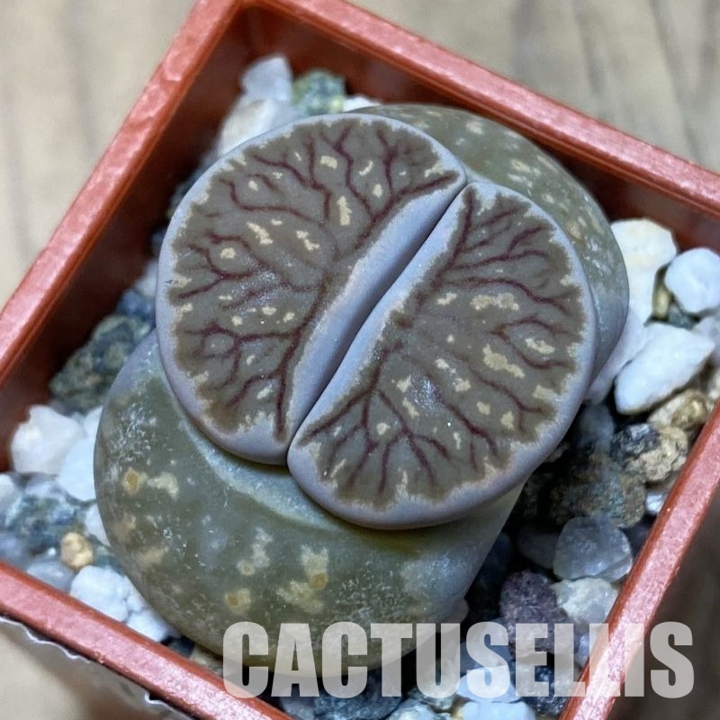 SH14140 Lithops julii ‘Kikushogyoku’