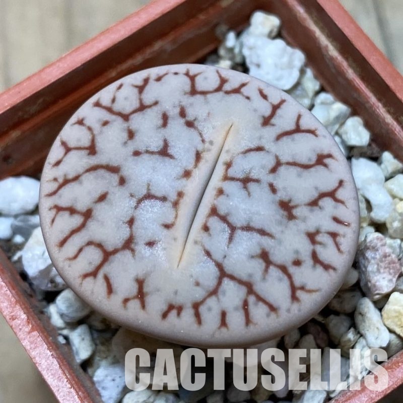 SH14184 Lithops pseudotruncatella ssp. volkii