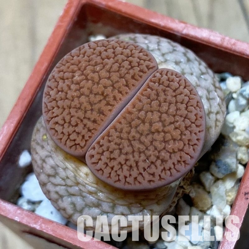 SH14180 Lithops hookeri L54-5