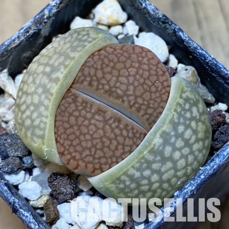 SH14139 Lithops hallii L48-64