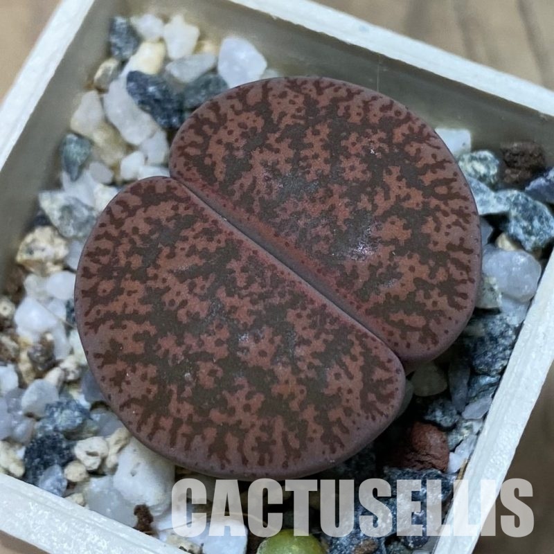 SH15812 Lithops lesliei v. rubrobrunnea