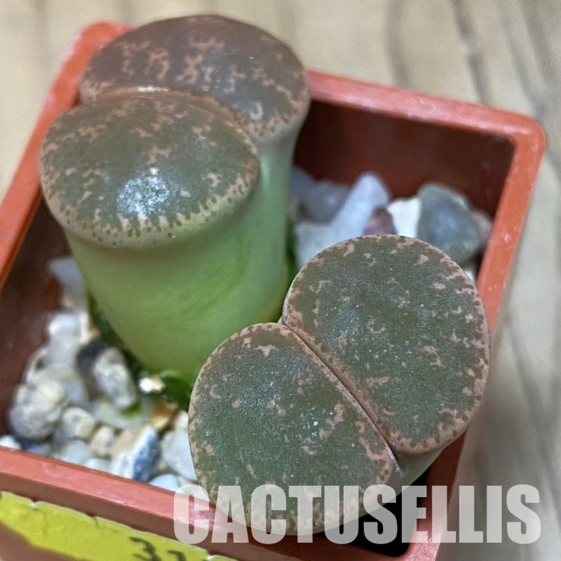 SH3174 Lithops lesliei f. pietersburg SH1627