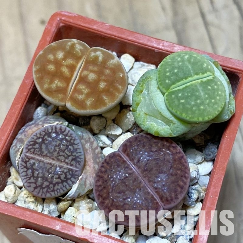 SH14901 Lithops mix