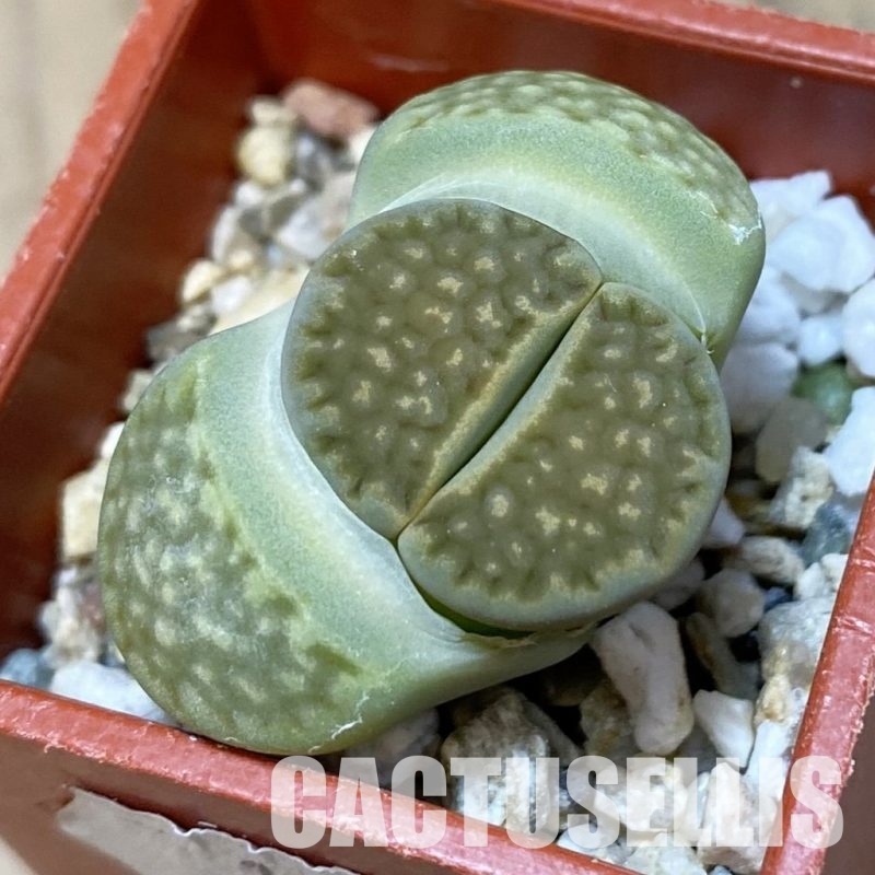 SH13666 Lithops hallii v. ochracea 'Green Soapstone' C111A