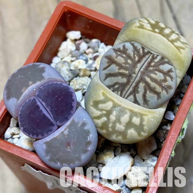 SH13656 Lithops julii ‘Kikushogyoku’, Lithops salicola ‘Sato’s Violet’ hybrid