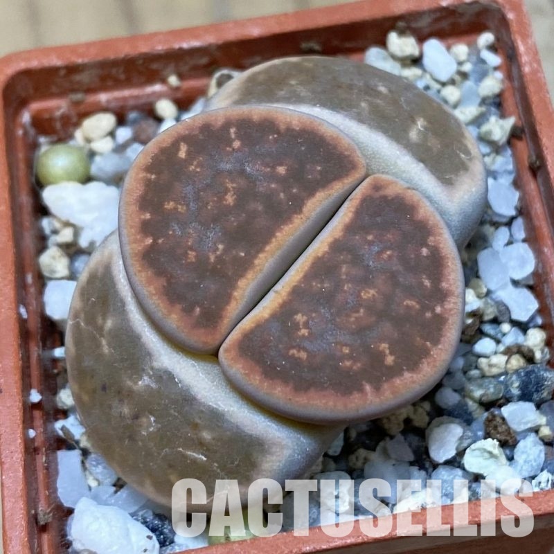 SH17586 Lithops karasmontana ssp. bella 'Ironstone'