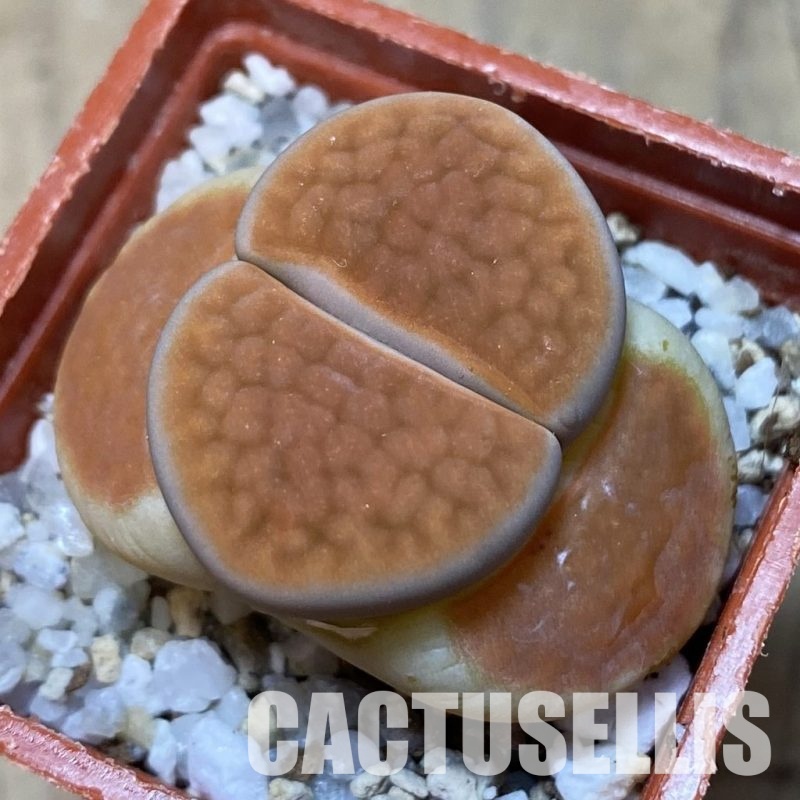 SH17585 Lithops karasmontana 'Lateritia'