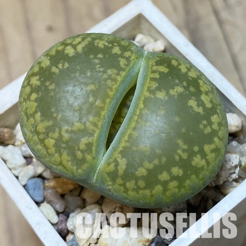 SH11469 Lithops aucampiae 'Jackson's Jade' C395