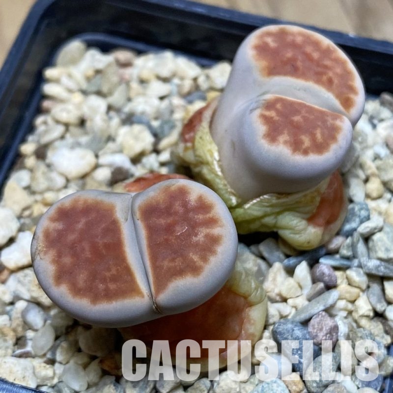 SH16521 Lithops karasmontana 'Lateritia'