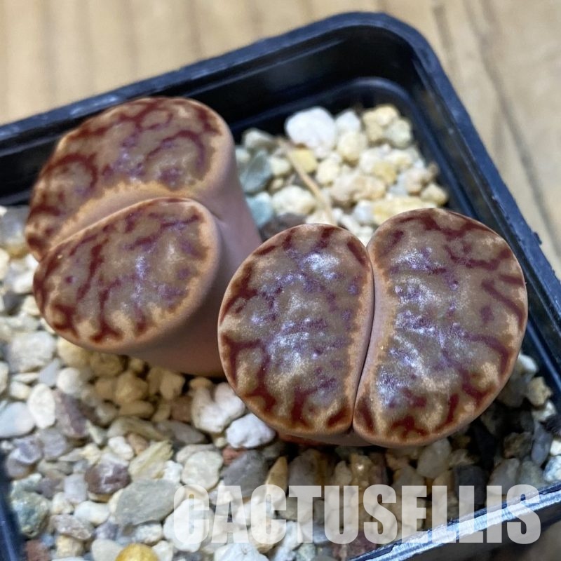 SH16786 Lithops bromfieldii C040