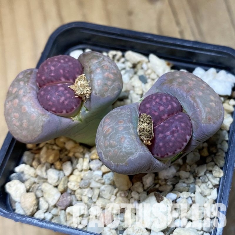 SH15933 Lithops julii v. fulleri x 'Bacchus'