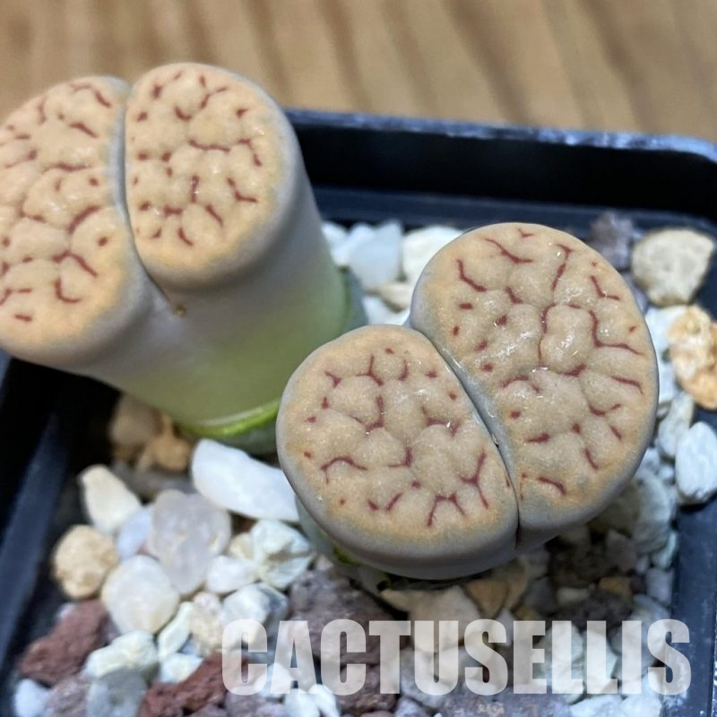 SH3195 Lithops schwantesii