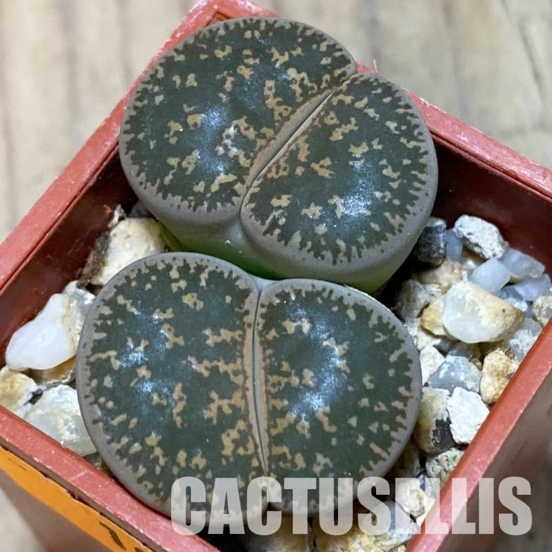 SH1001 Lithops lesliei ssp. lesliei v. lesliei C018 -Near Stella, South Africa-