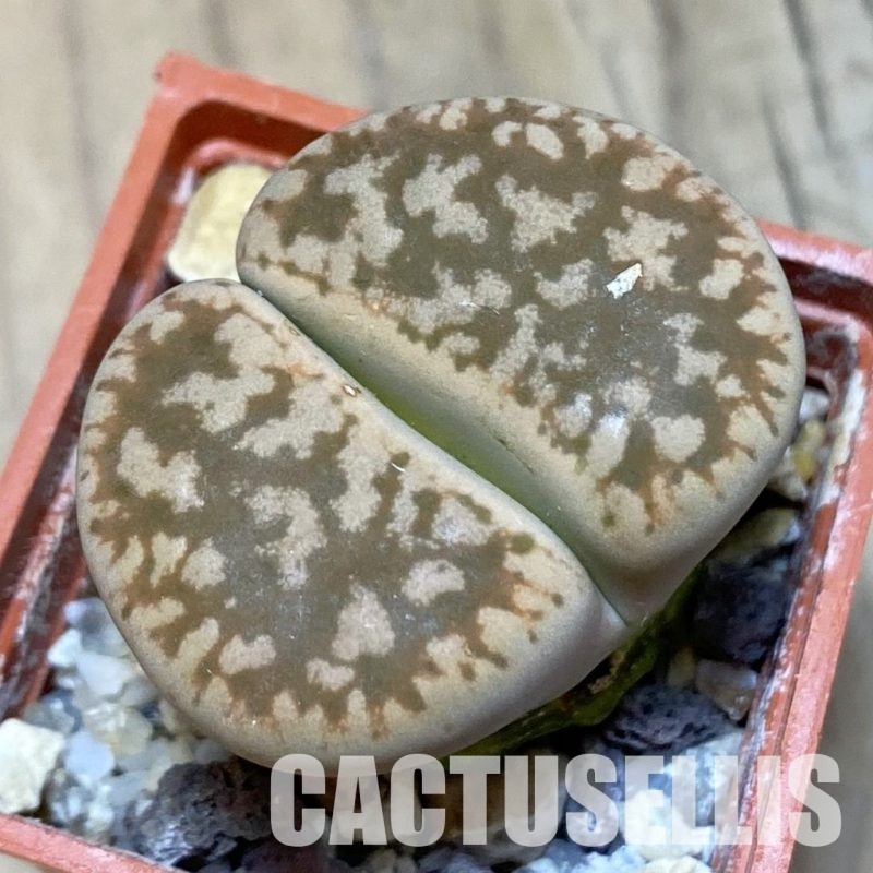 SH3959 Lithops gesinae