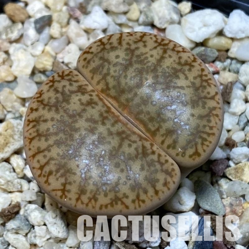 SH8433 Lithops pseudotruncatella