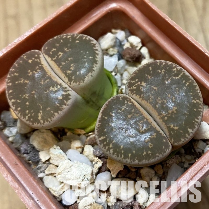 SH4341 Lithops lesliei C359