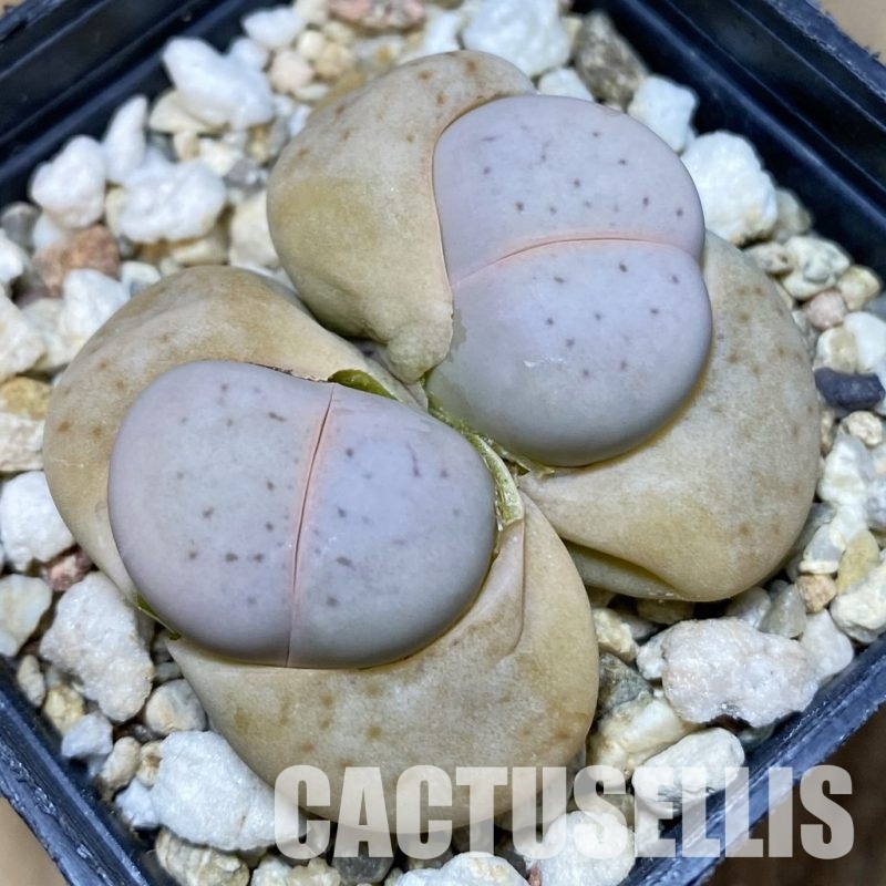 SH4337 Dinteranthus vanzylii